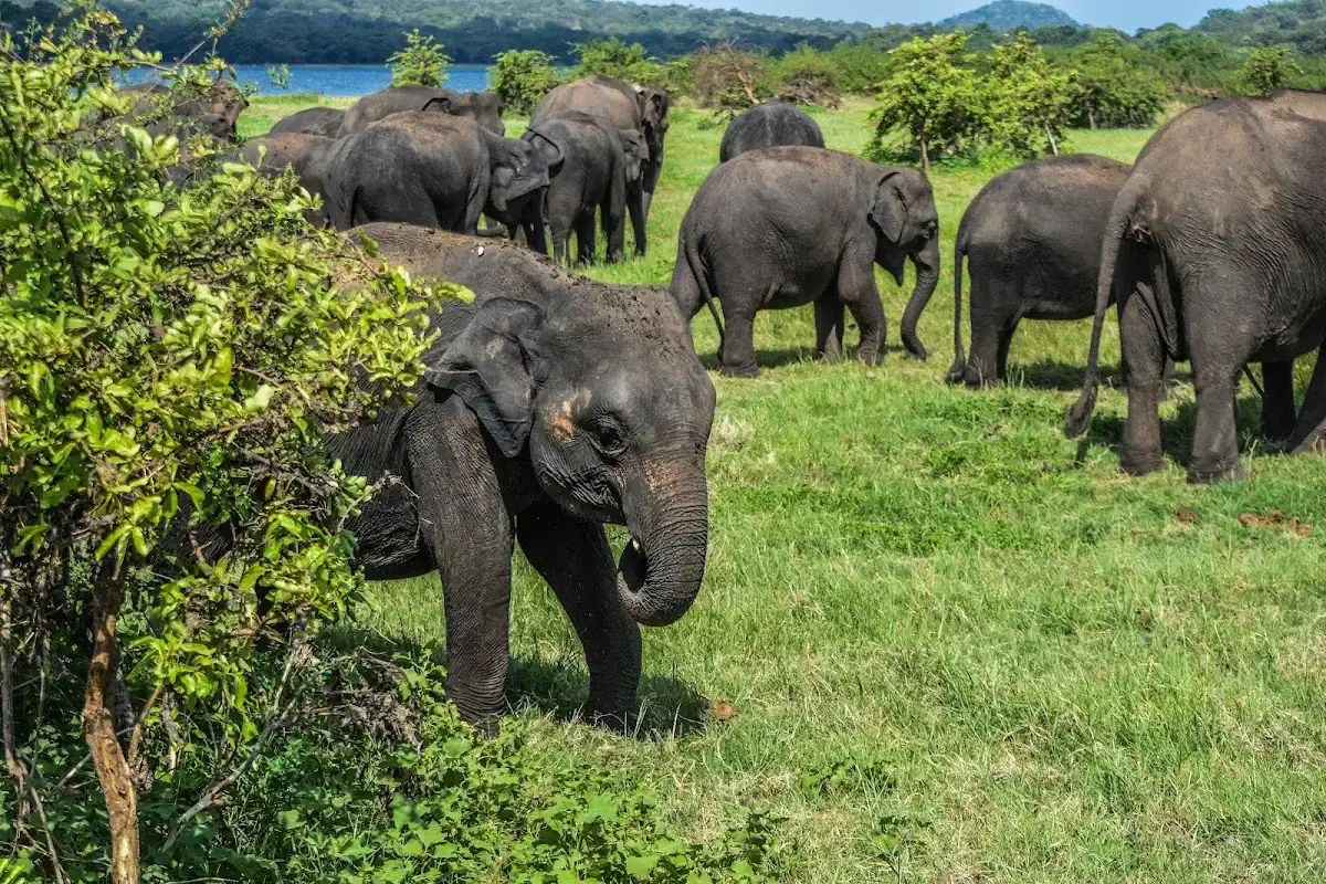 Thumbnail for Tour Operators Sri Lanka - Breath Sri Lanka Tours