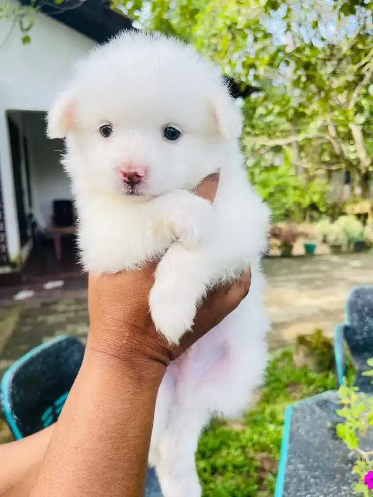 Thumbnail for Dog sell pet shop sri lanka