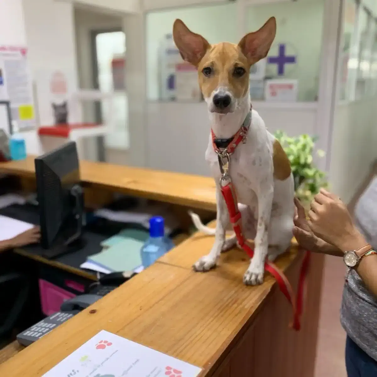 Thumbnail for PetVet Clinic