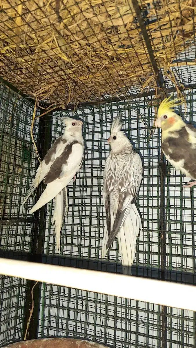 Thumbnail - 